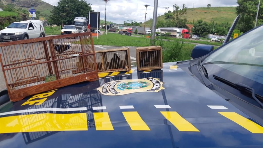 PRF resgata pássaros silvestres em Leopoldina (MG)