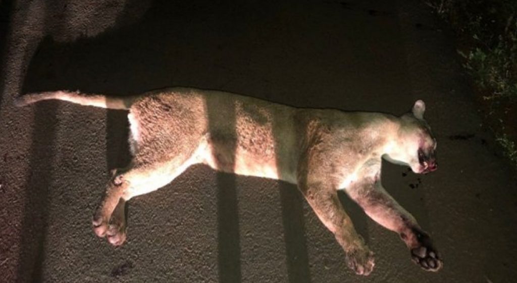 Onça-parda é atropelada e morta em Santa Helena Onça-parda é atropelada e morta em Santa Helena