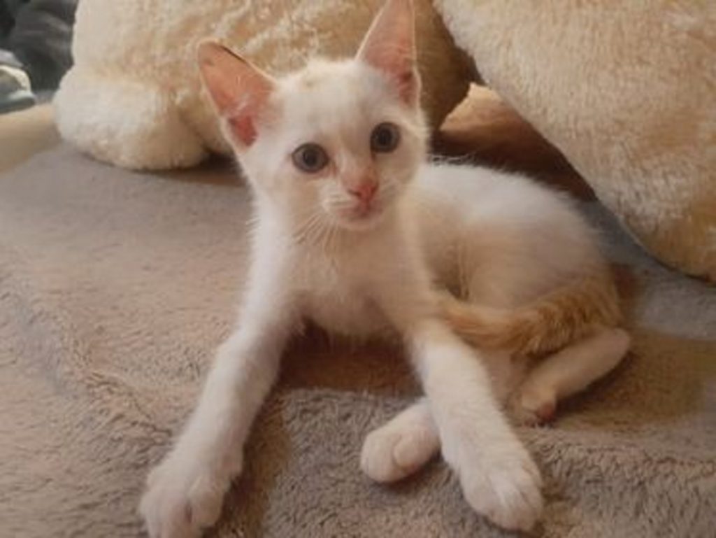 Internauta procura por gatinho que sumiu na região do Bairro Esmeralda Internauta procura por gatinho que sumiu na região do Bairro Esmeralda