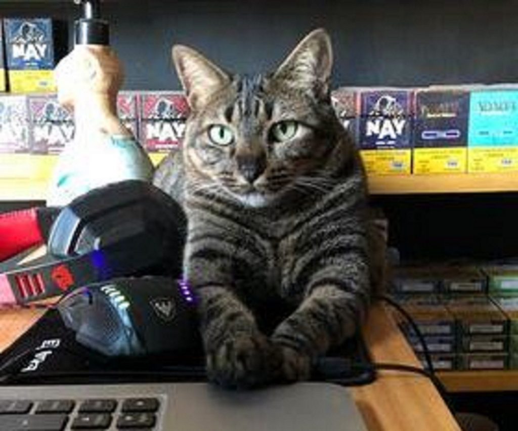 Gata Bulma desapareceu na região do Alto Alegre
