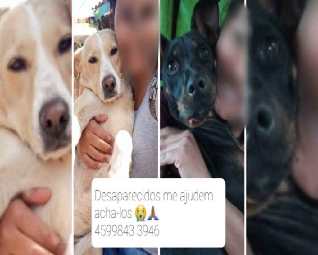 Tutor oferece recompensa por cachorros desaparecidos