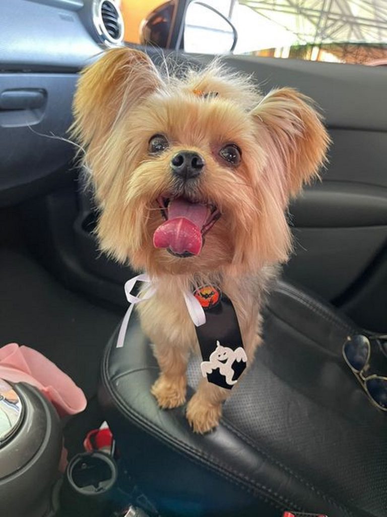 Cachorrinho Jhon sumiu no Cidade Nova