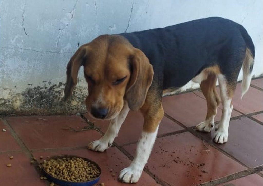 Você viu esse cachorro? Otto está desaparecido no Bairro Santa Cruz