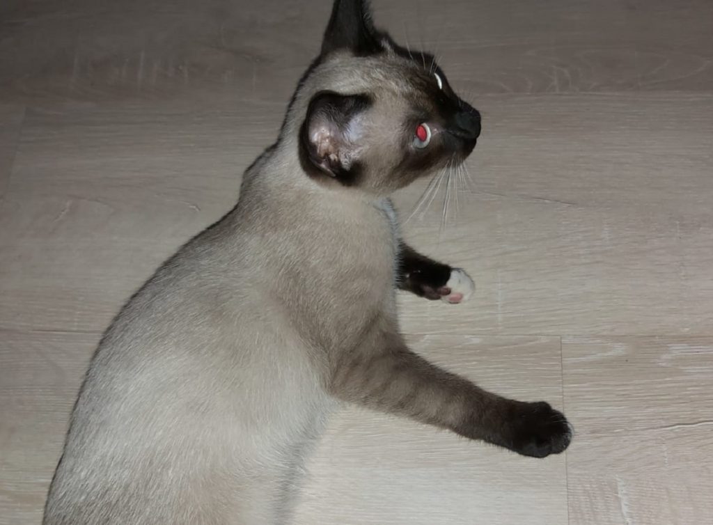 Você viu esse gatinho? “Gordo” está desaparecido entre a Região do Lago e o Centro