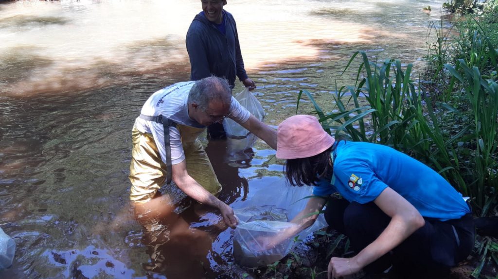 Mananciais de abastecimento de Cascavel recebem novos peixes