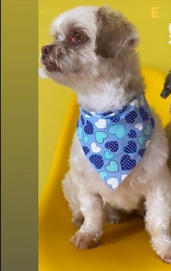 Cachorro Teddy está desaparecido