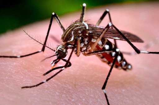 Prefeitura atualiza dados sobre dengue, zika e chikungunya em Cascavel