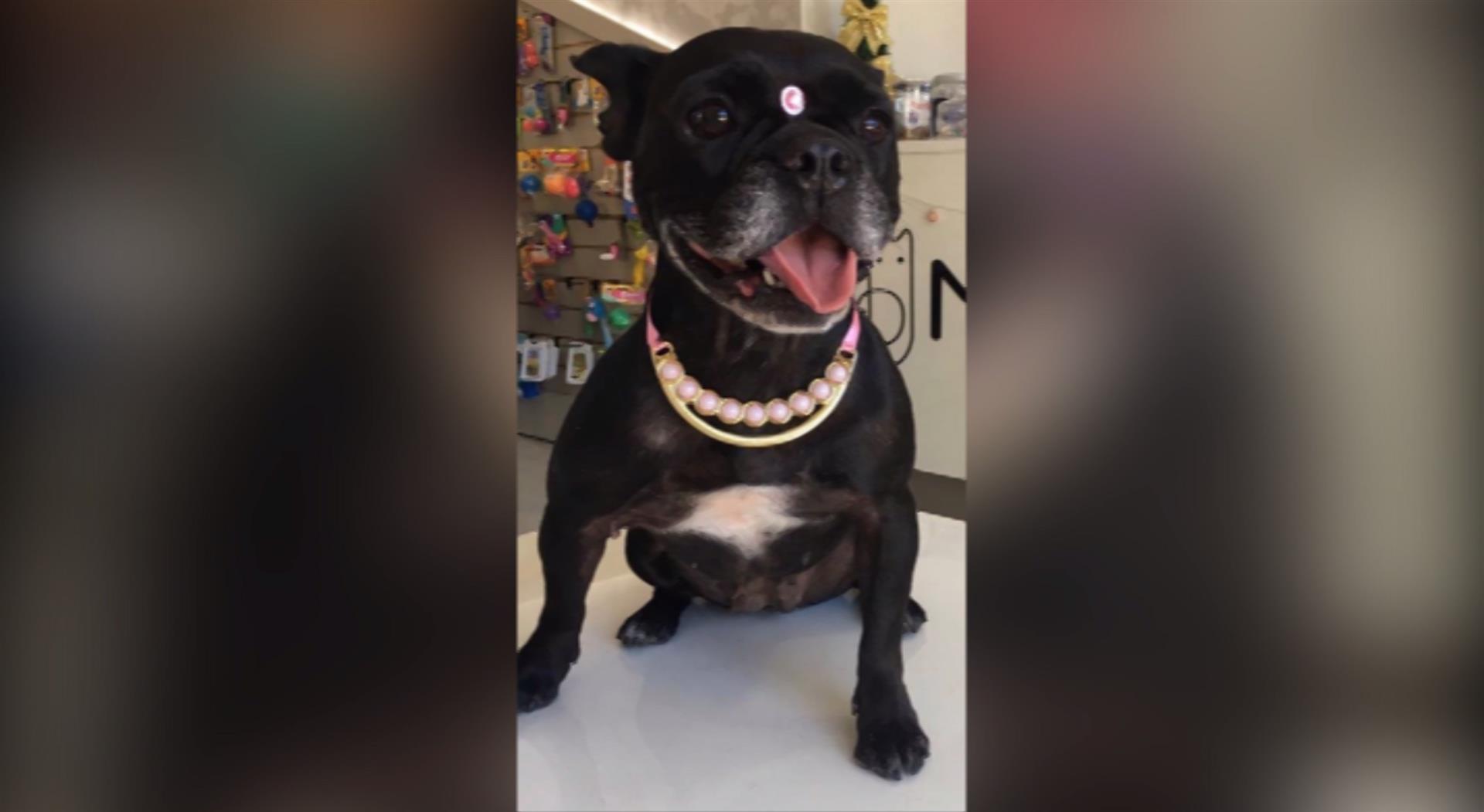 Internautas pedem ajuda para encontrar cachorrinha que está desaparecida Imagem referente a Internautas pedem ajuda para encontrar cachorrinha que está desaparecida