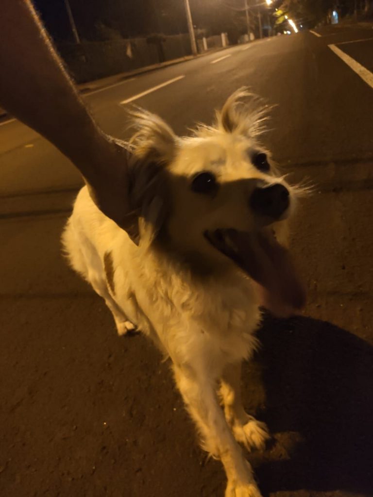 Cachorrinho foi encontrado em Cascavel
