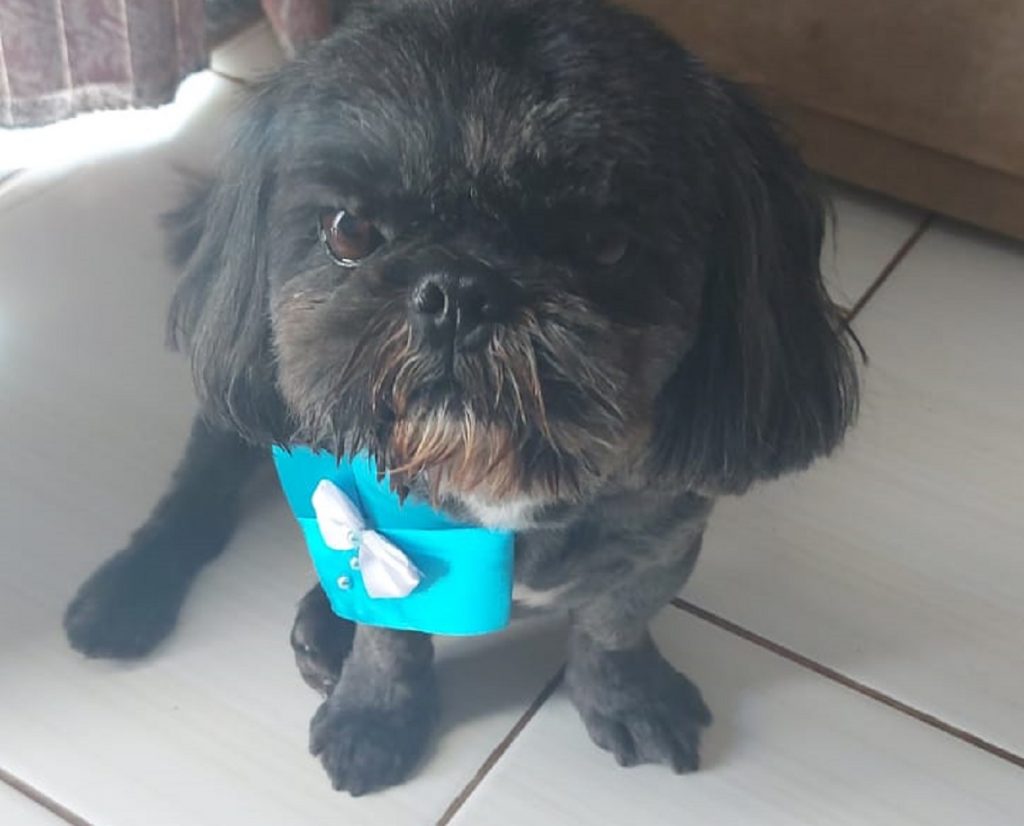 Theo, da raça Shih Tzu, está desaparecido na Região do Lago e dona pede ajuda para encontrá-lo