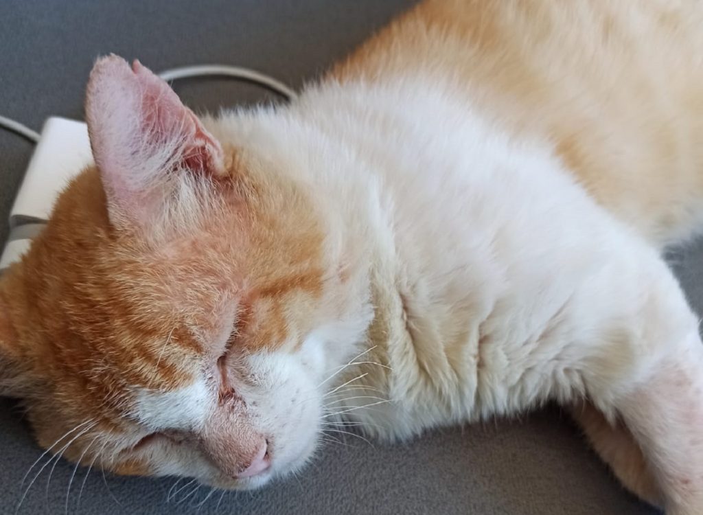 Adorável gatinho de estimação “Chico” está disponível para adoção