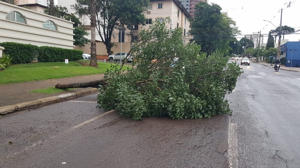 Árvore cai na Rua Minas Gerais e deixa via parcialmente interditada