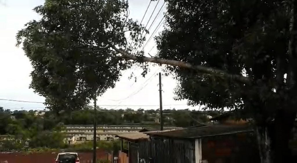 Árvore cai em rede elétrica e moradores pedem a retirada no Bairro Interlagos