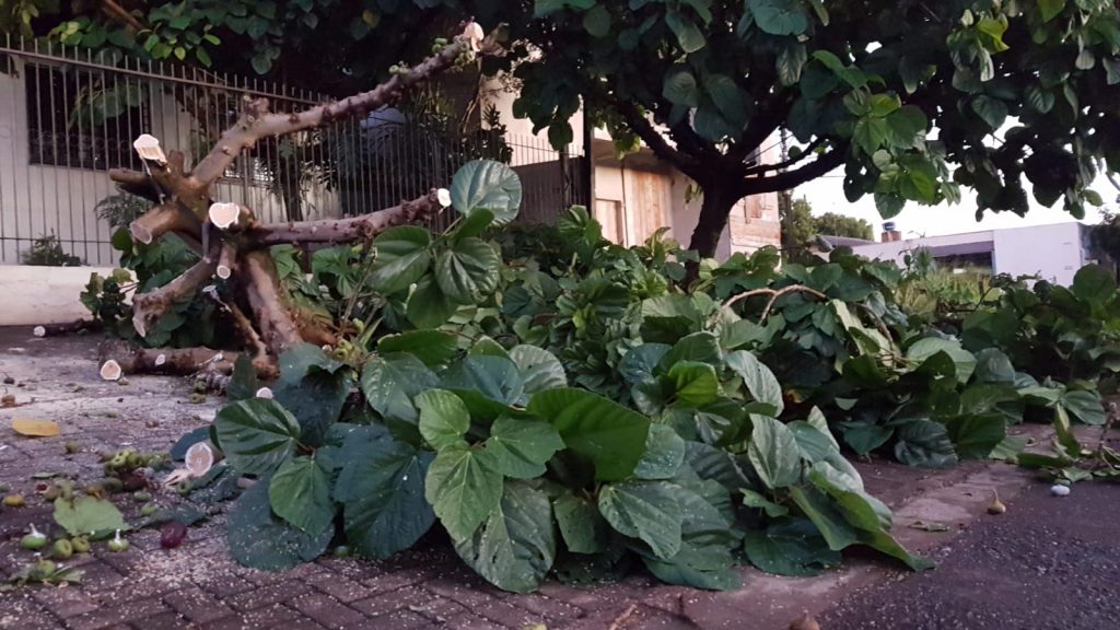 Árvore cai em via pública e Corpo de Bombeiros é acionado no Bairro Neva, em Cascavel