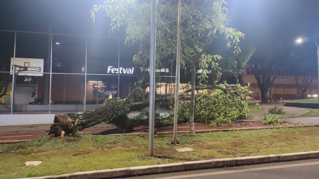 Árvore cai no canteiro da Av. Brasil e interdita trecho da ciclovia