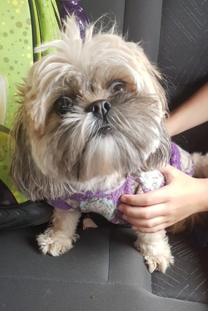 Cachorrinha foi encontrada na Região do Lago