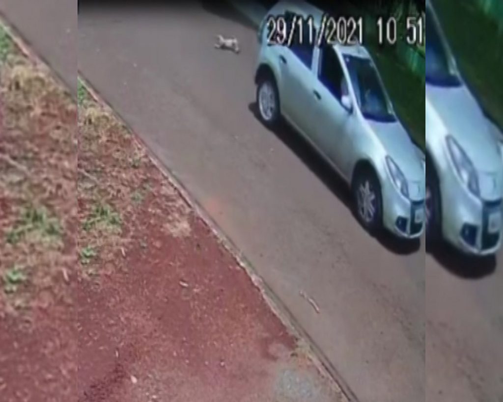 Vídeo: carro em alta velocidade atropela cachorro e foge
