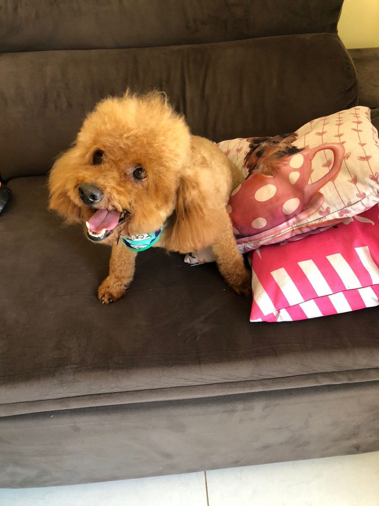Cachorrinho foi encontrado no Santo Inácio
