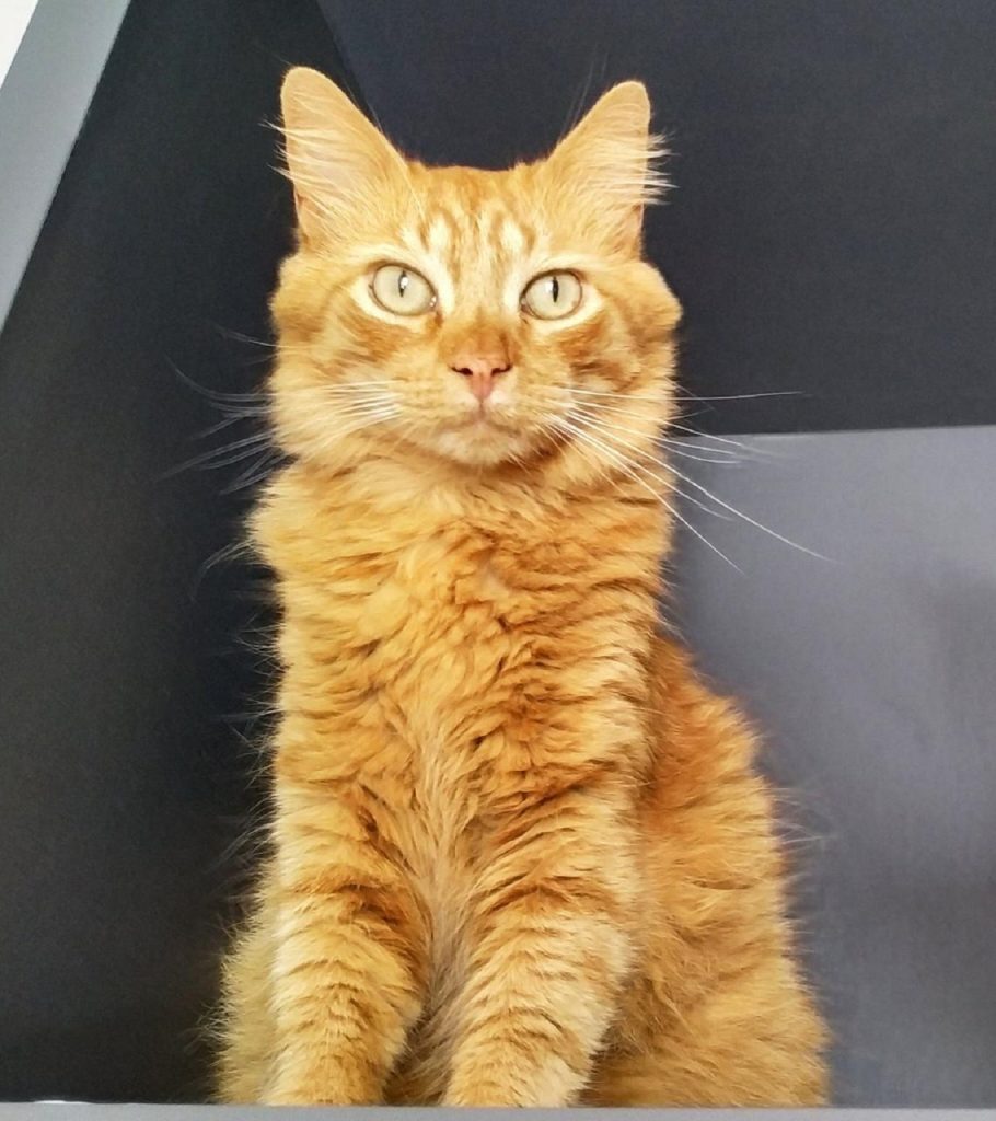 Gatinho sumiu próximo ao Hemocentro