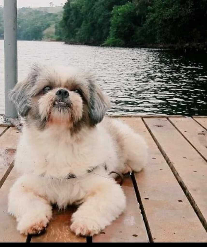 Cãozinho Eycon sumiu no Coqueiral
