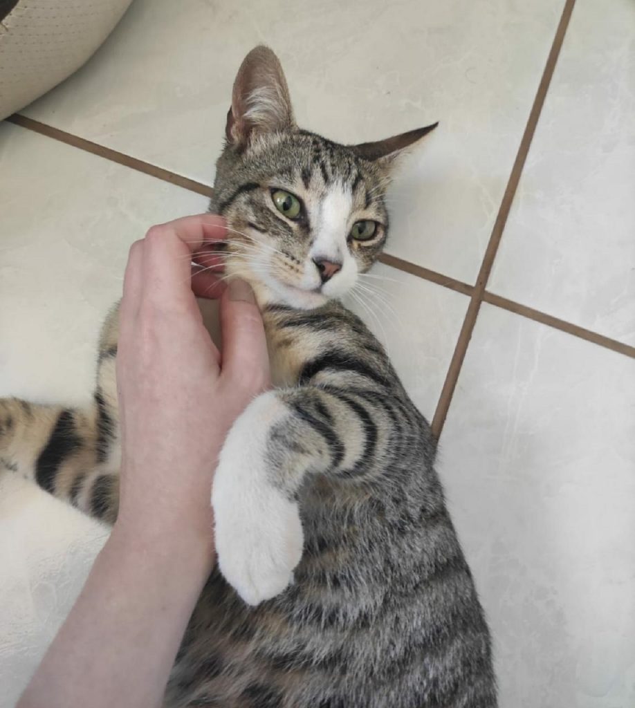 Gatinho foi encontrado no Centro