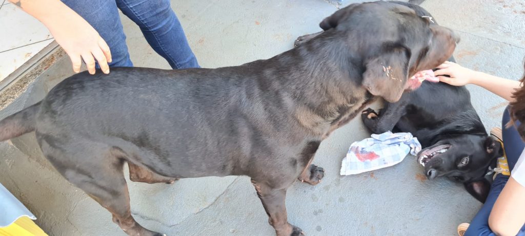 Procuram-se tutores: cães foram resgatados na Rua Jacarezinho