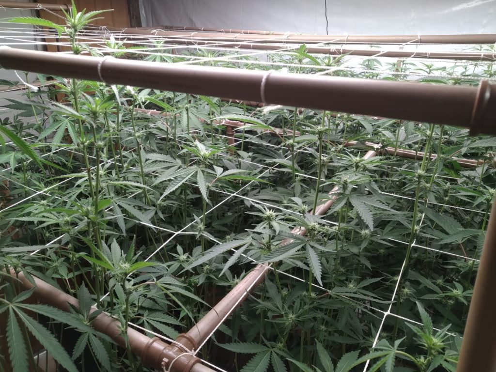 Polícia Federal deflagra ação de repressão ao tráfico de drogas por meio de redes sociais