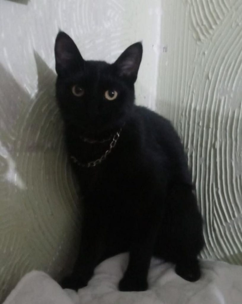 Gato Chico sumiu no Paulo Godoy