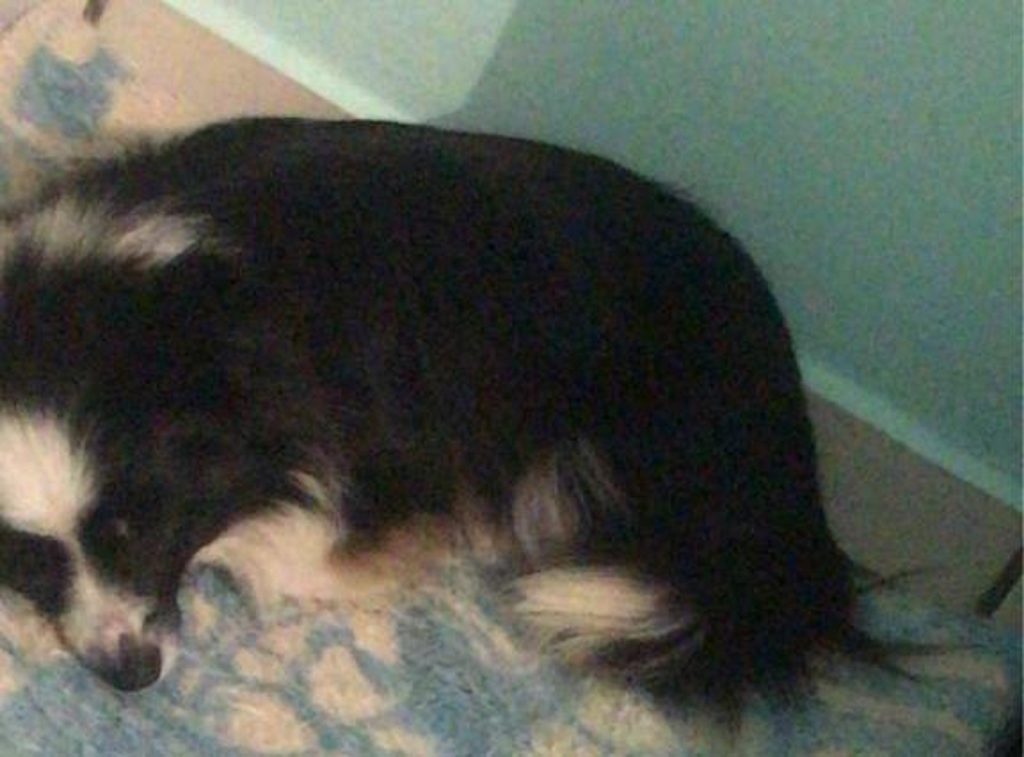 Cachorrinha Leid está desaparecida