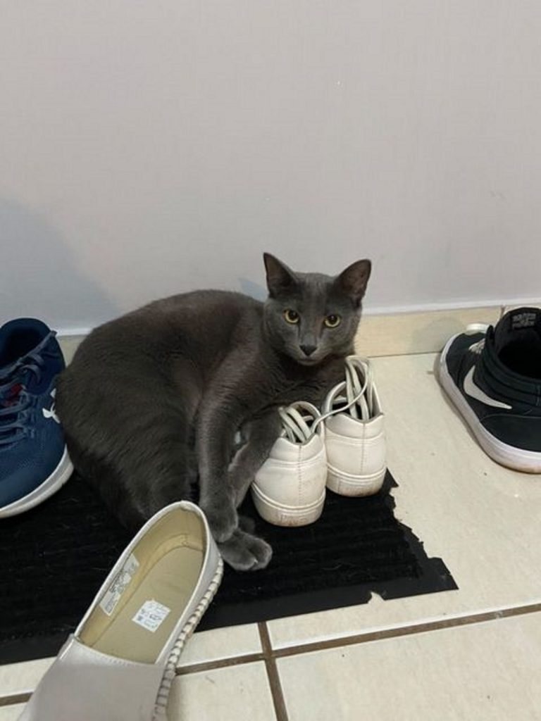 Internauta procura gatinho que sumiu no Coqueiral