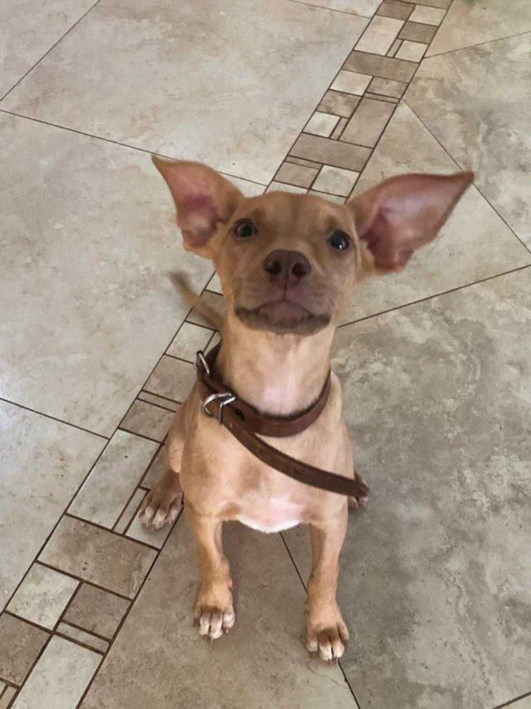 Internauta encontra cachorrinha no Centro de tenta localizar o dono