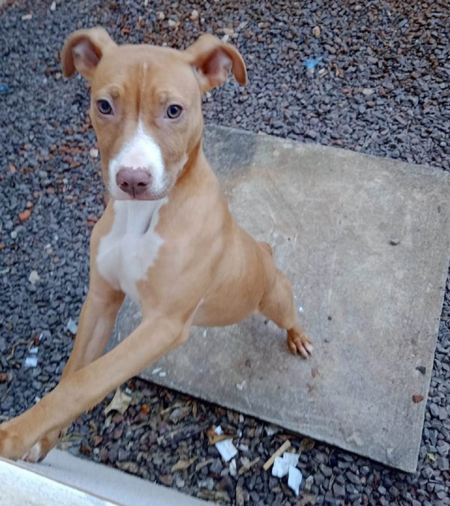Cachorrinha desapareceu no Veredas