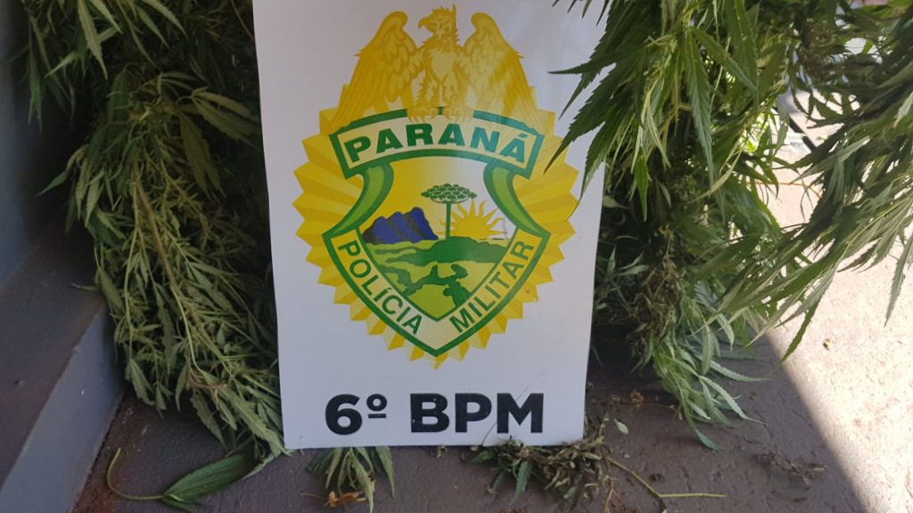 Pé de maconha é apreendido pela PM em Cascavel
