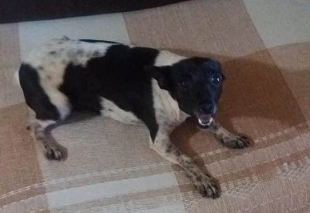 Cachorrinha foi encontrada no Floresta