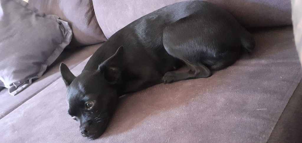 Cachorrinha é encontrada no São Cristóvão
