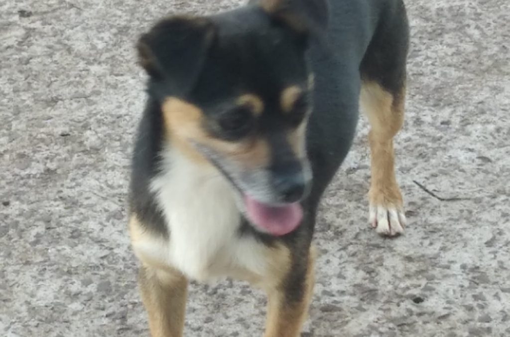 Cachorrinho que estaria perdido foi encontrado no São Cristóvão