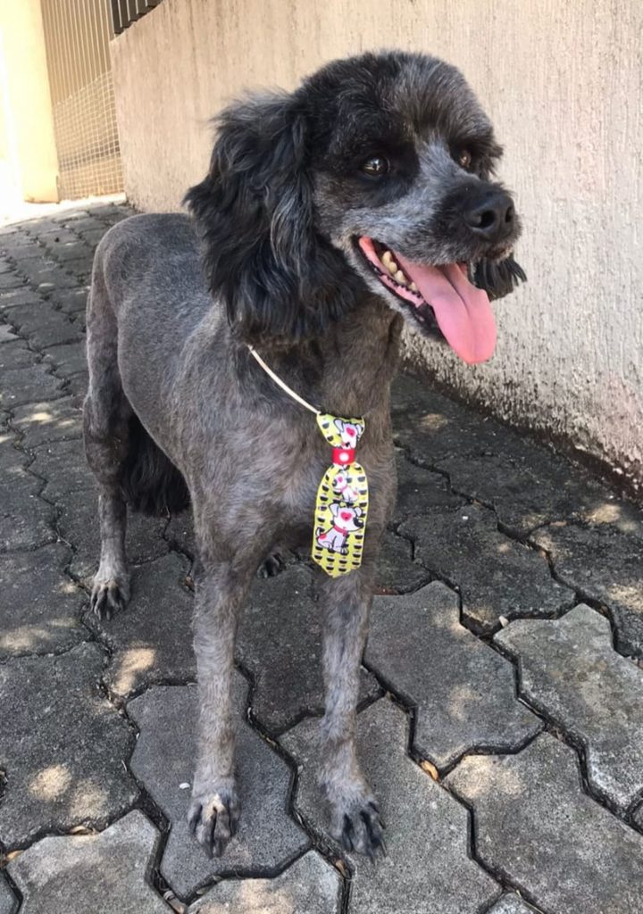 Cachorro é encontrado e internauta tenta localizar o dono