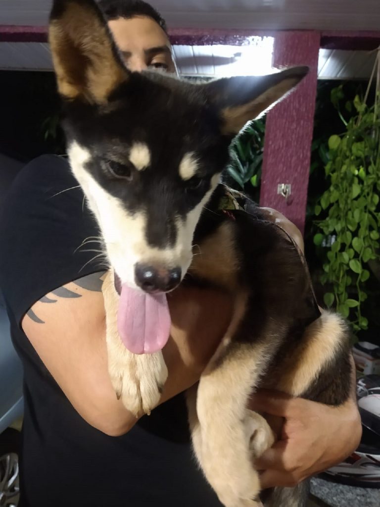 Cachorro é encontrado no Clarito
