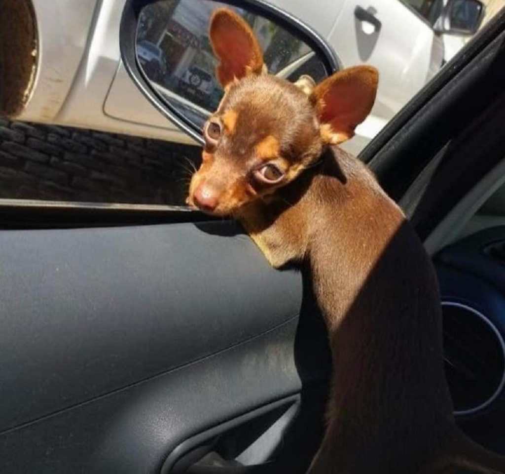 Pinscher sumiu no Maria Luiza