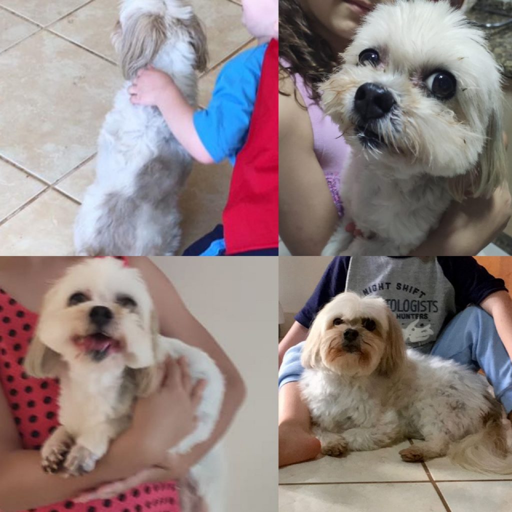 Cachorrinha ‘Layla’ da raça lhasa apso está desaparecida no Bairro Country e família pede ajuda para encontrá-la
