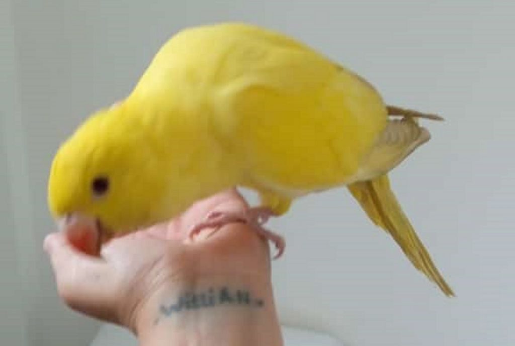 Pássaro amarelo é encontrado no Bairro São Cristóvão e morador deseja devolvê-lo ao dono