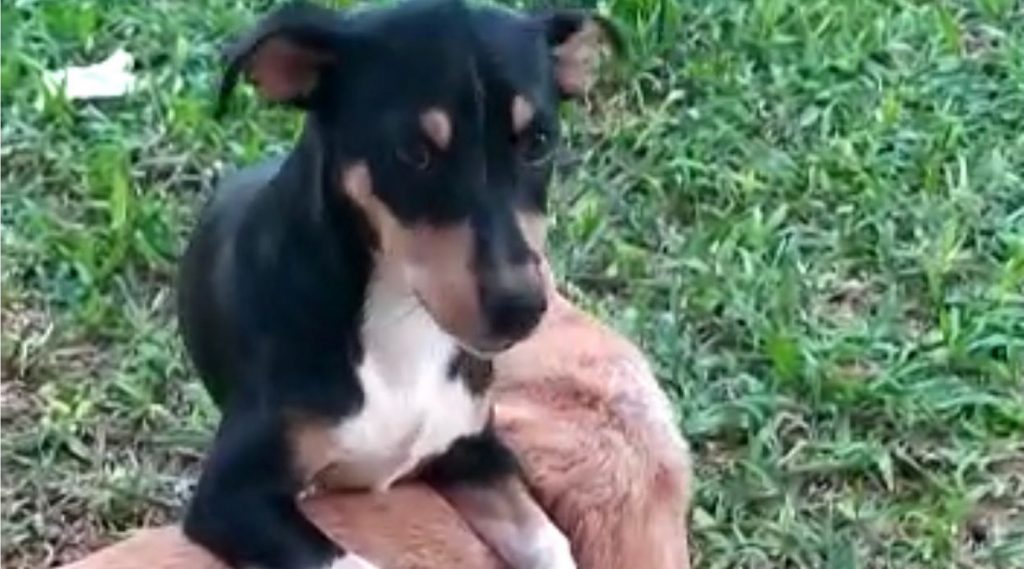 Oferecida recompensa a quem localizar e devolver cachorrinha desaparecida