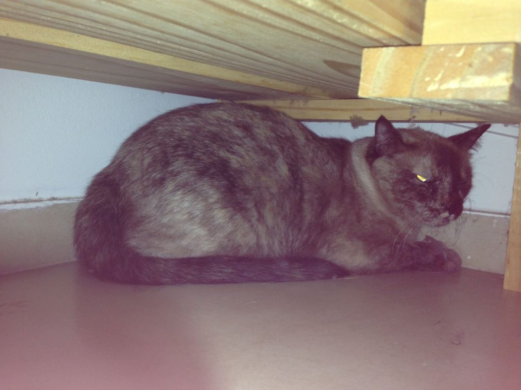Gato de estimação é encontrado e acolhido em loja no Centro