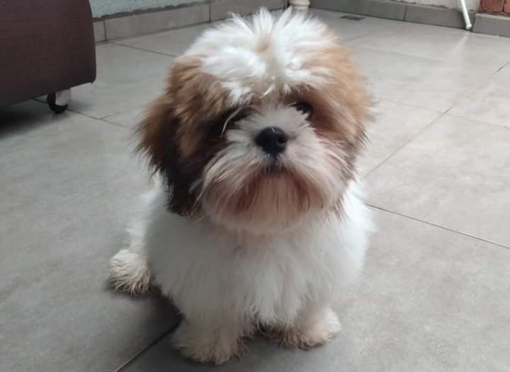 Cão de estimação está desaparecido na região do Santa Felicidade; recompensa é oferecida