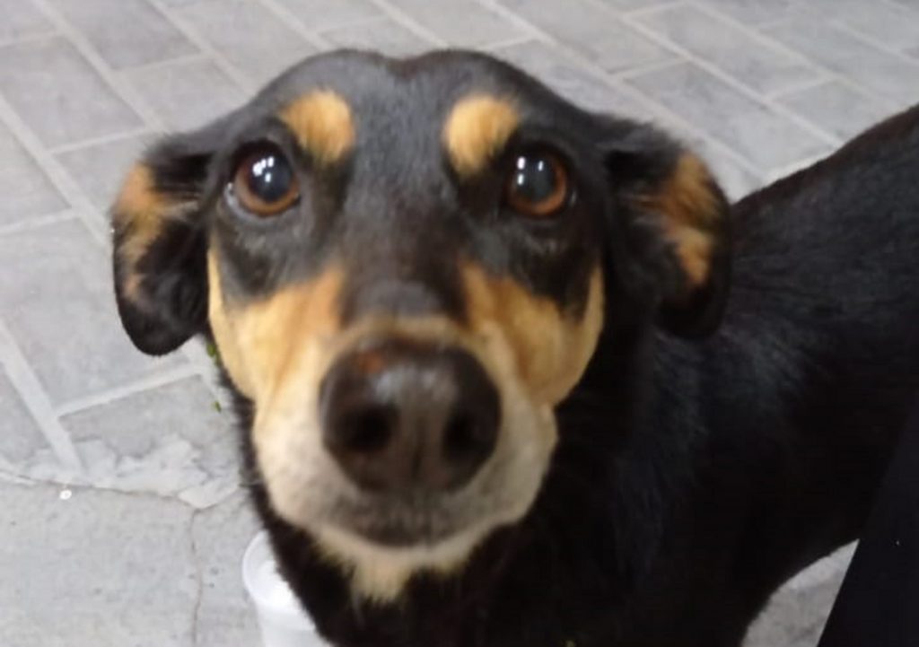 Cachorrinha é encontrada e acolhida na região do Centro; moradora quer devolvê-la aos donos