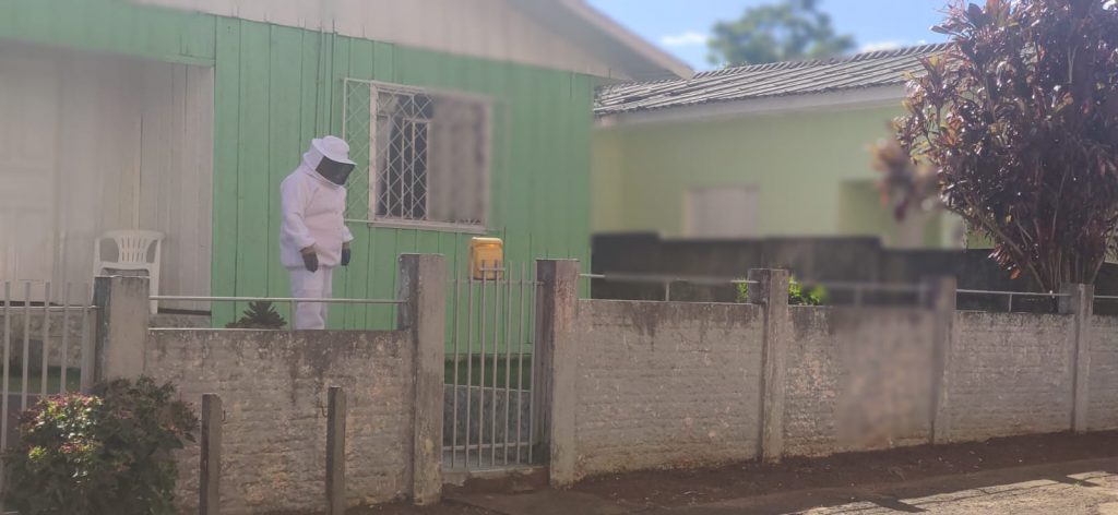 Abelhas ‘bravas’: rua precisa ser interditada para remoção dos insetos
