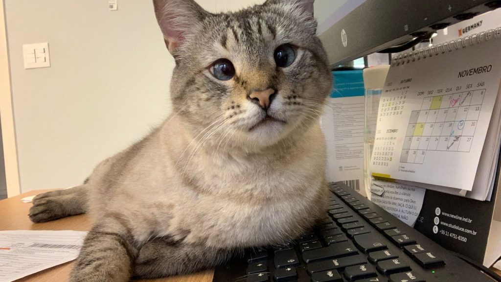 Gatinho ‘Pepito’ está desaparecido na região central de Cascavel