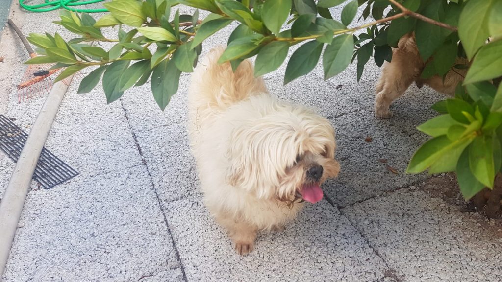 Casal de cachorros é encontrado no Jd. Padovani