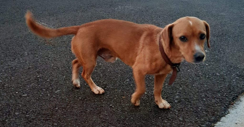 Cachorrinho é encontrado e acolhido em casa no Condomínio Terra Nova 1