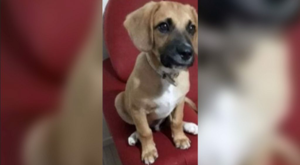Cachorrinho de estimação está desaparecido na região do Bairro São Cristóvão